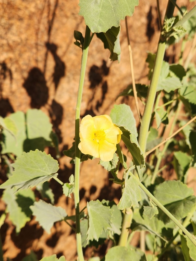 Abutilon pycnodon photo 2