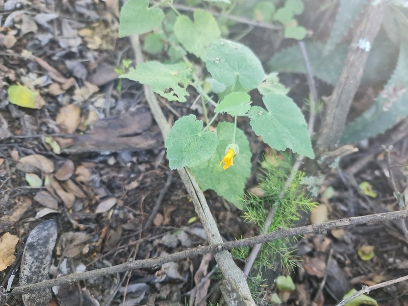 Abutilon pycnodon photo 4