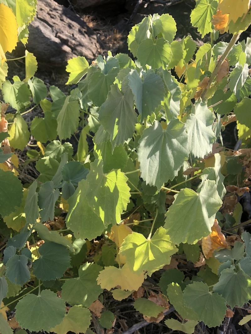 Abutilon pycnodon photo 5