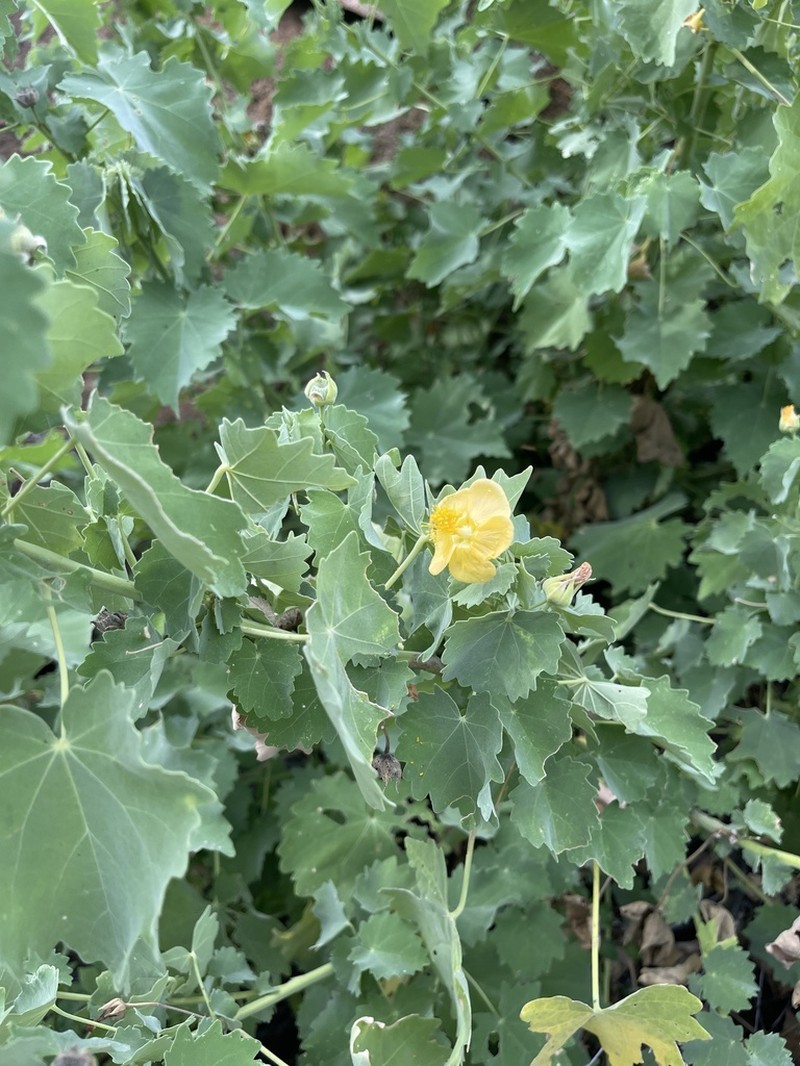 Abutilon pycnodon photo 6