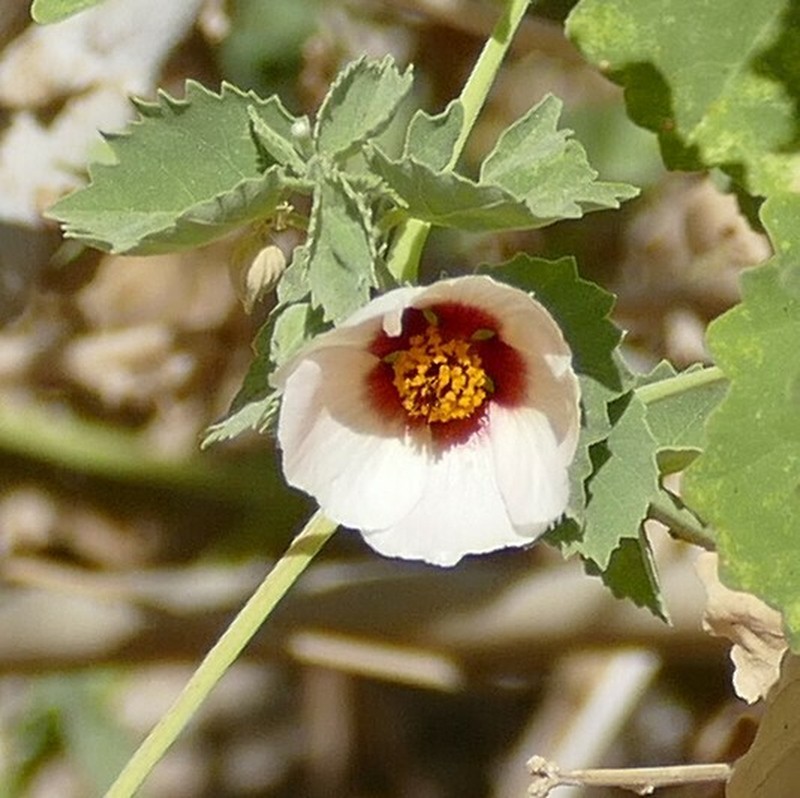 Abutilon pycnodon photo 7