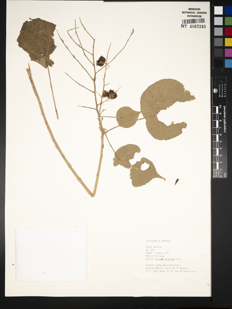 Abutilon pyramidale