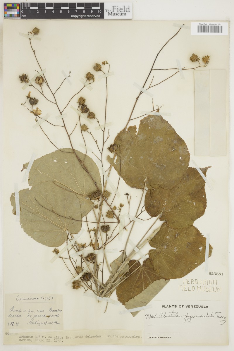 Abutilon pyramidale photo 3