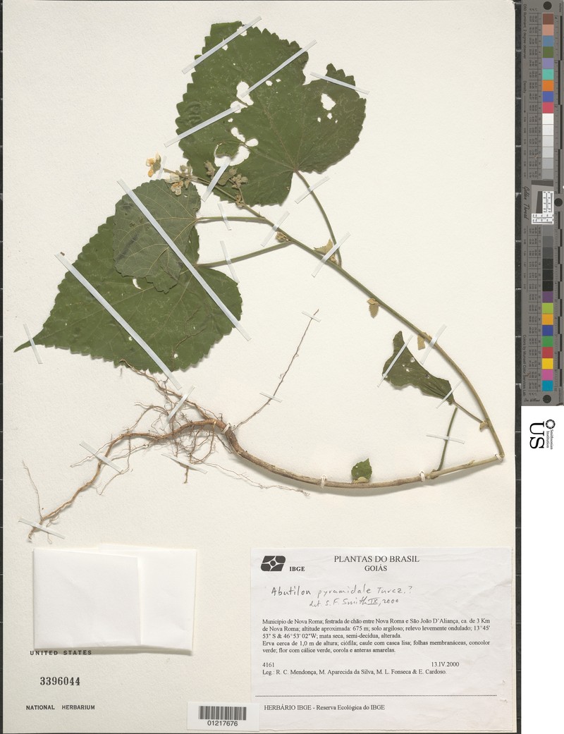 Abutilon pyramidale photo 4