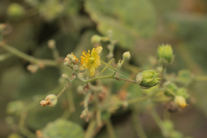 Abutilon ramiflorum