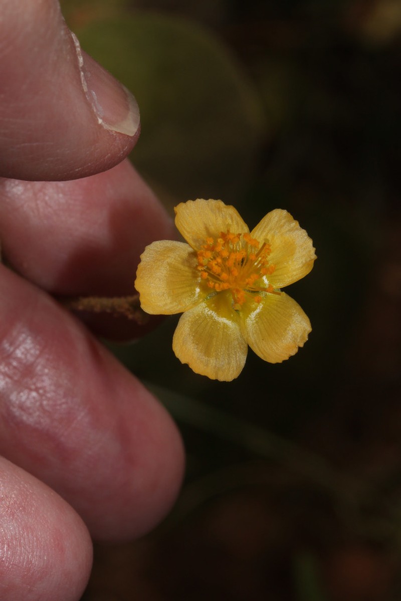Abutilon ramiflorum photo 2