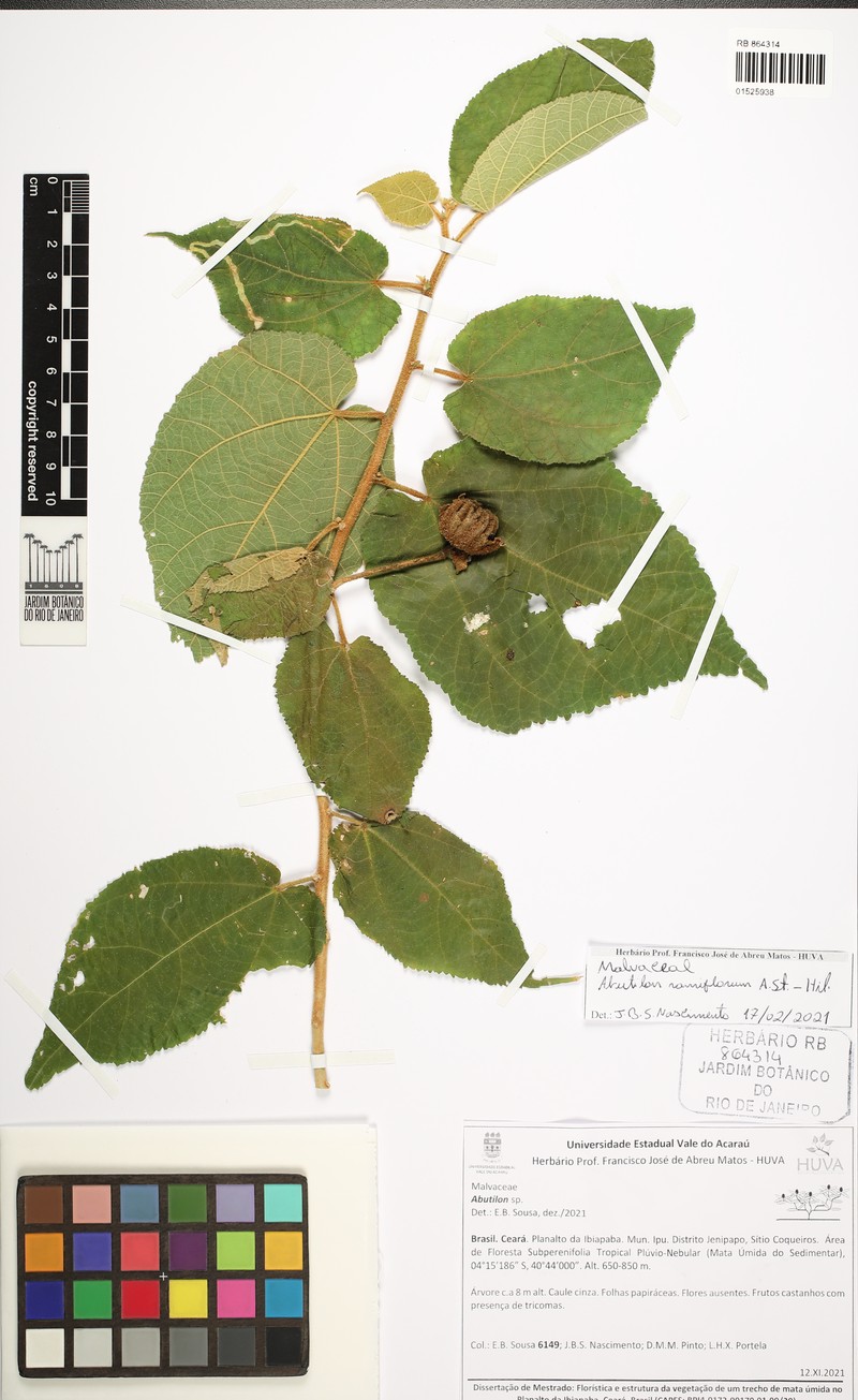 Abutilon ramiflorum photo 4