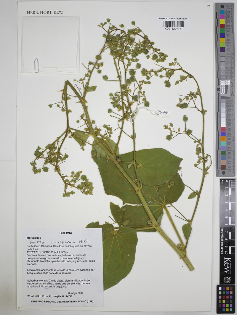 Abutilon ramiflorum photo 5