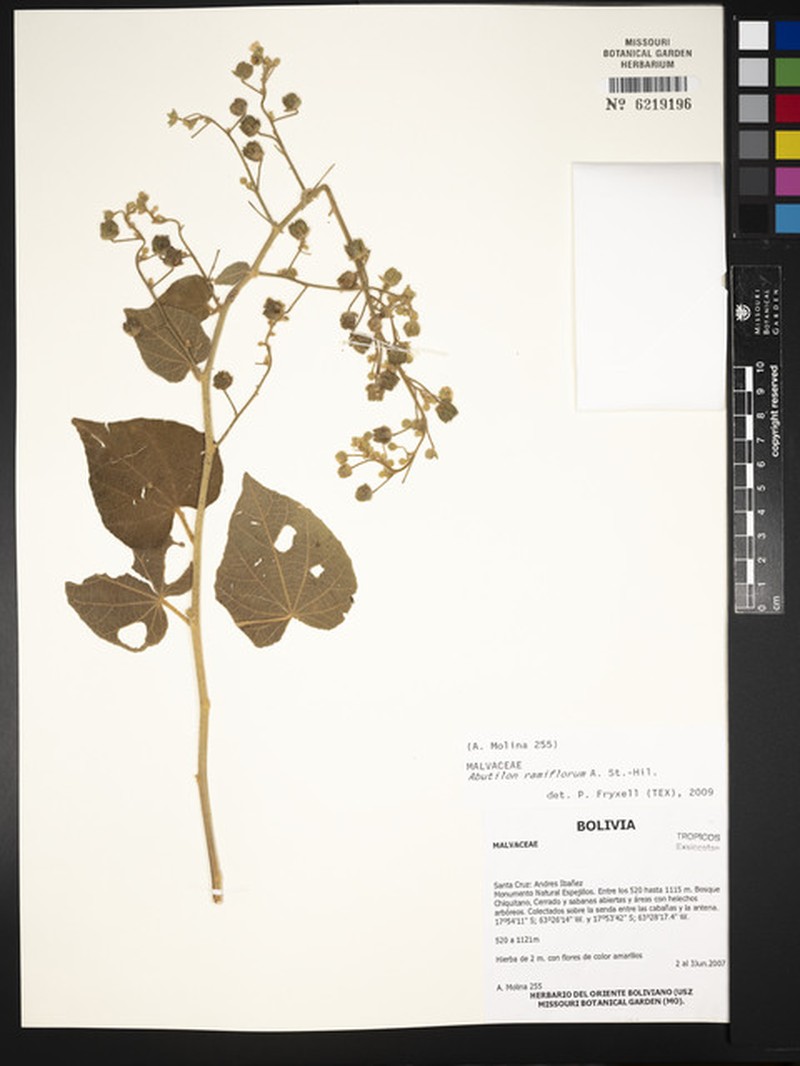 Abutilon ramiflorum photo 6