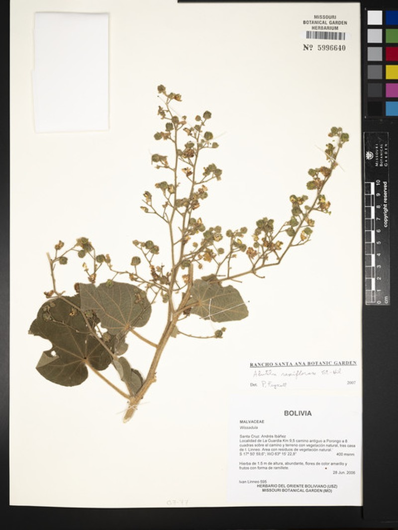 Abutilon ramiflorum photo 7