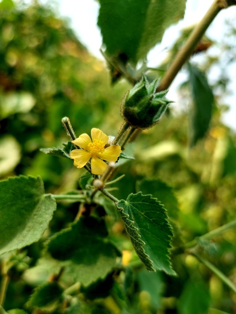 Abutilon ramosum photo 3
