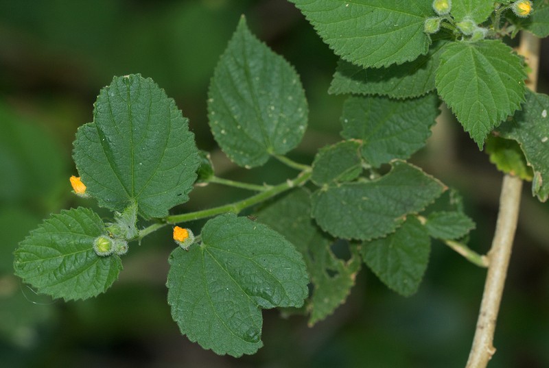 Abutilon ramosum photo 4