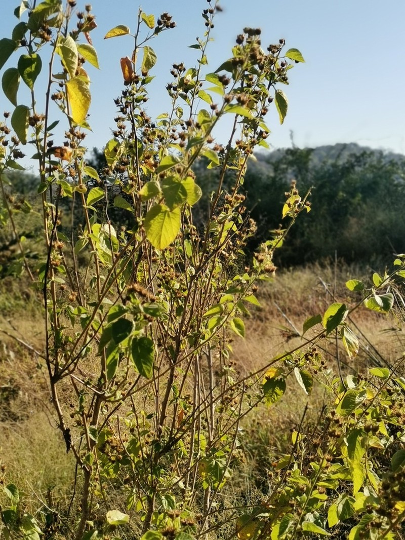 Abutilon ramosum photo 7