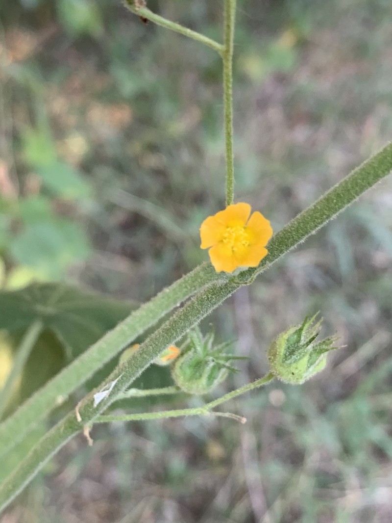 Abutilon ramosum photo 8