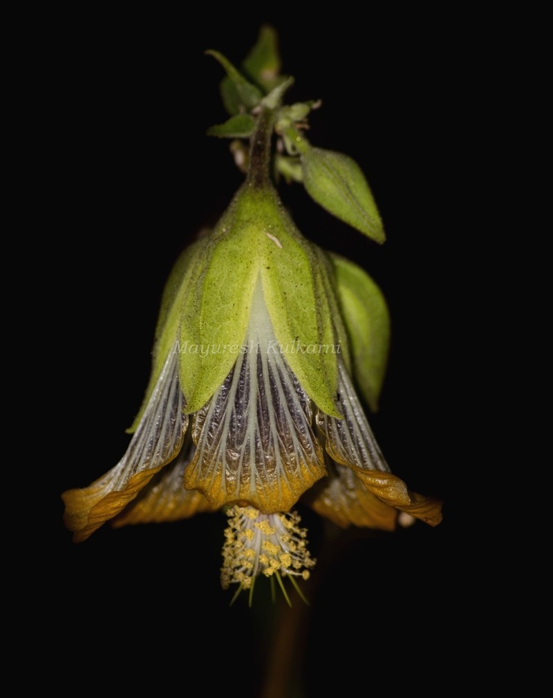 Abutilon ranadei