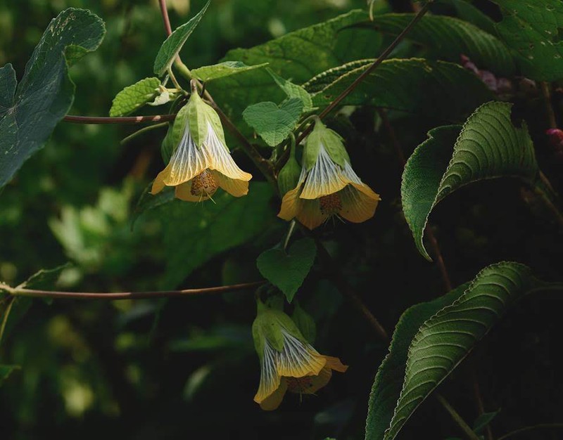 Abutilon ranadei photo 2