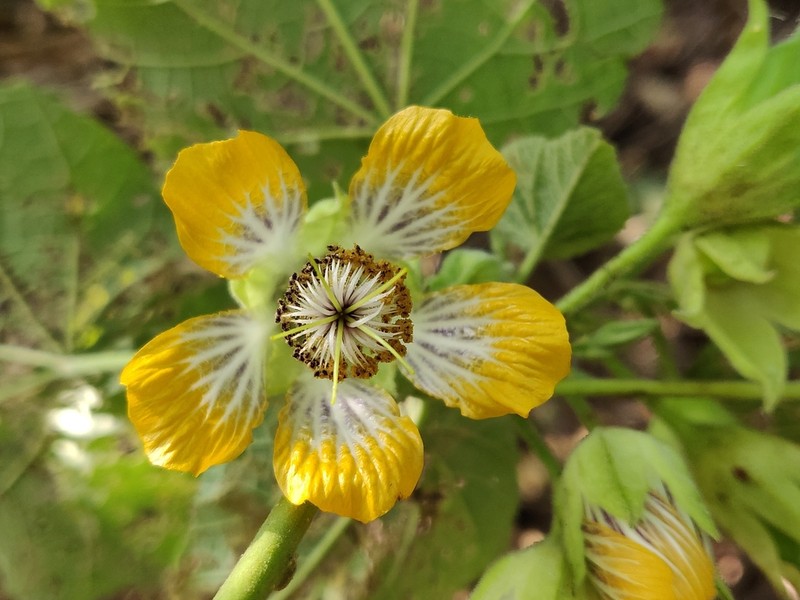 Abutilon ranadei photo 3
