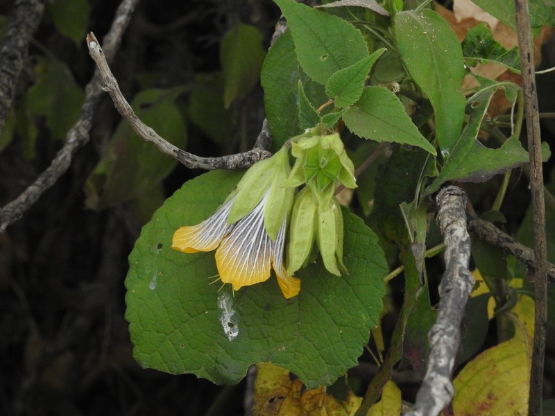 Abutilon ranadei photo 4
