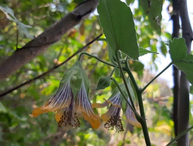 Abutilon ranadei photo 5