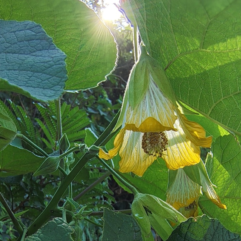 Abutilon ranadei photo 6