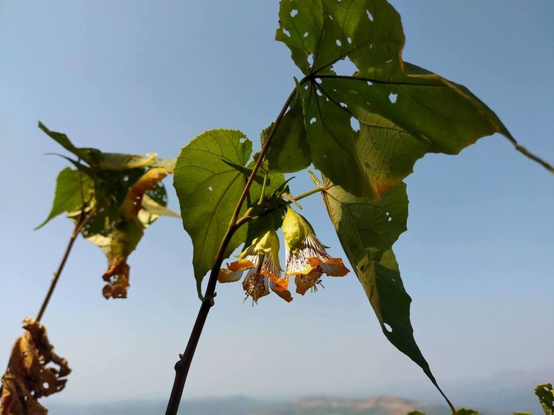 Abutilon ranadei photo 7