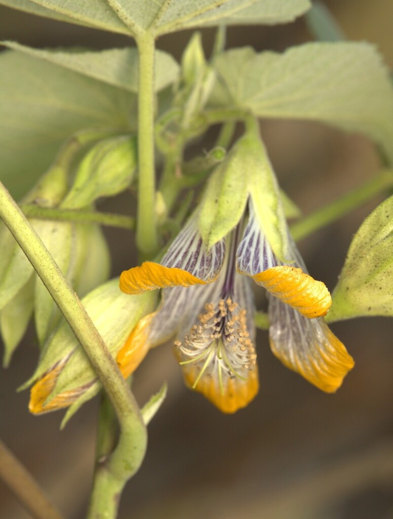 Abutilon ranadei photo 8