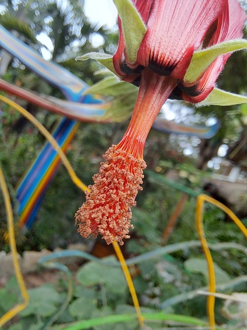 Abutilon reflexum
