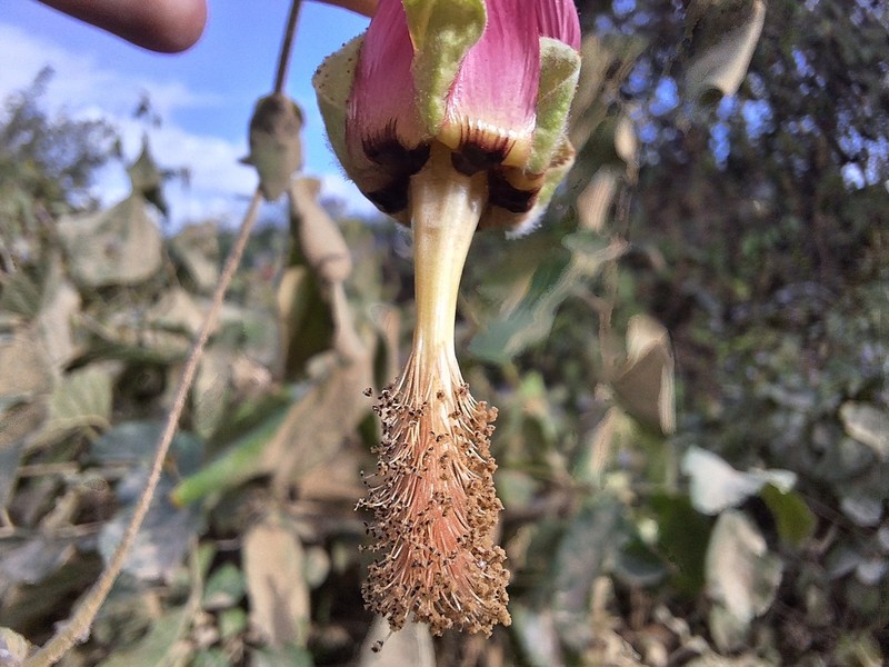 Abutilon reflexum photo 2