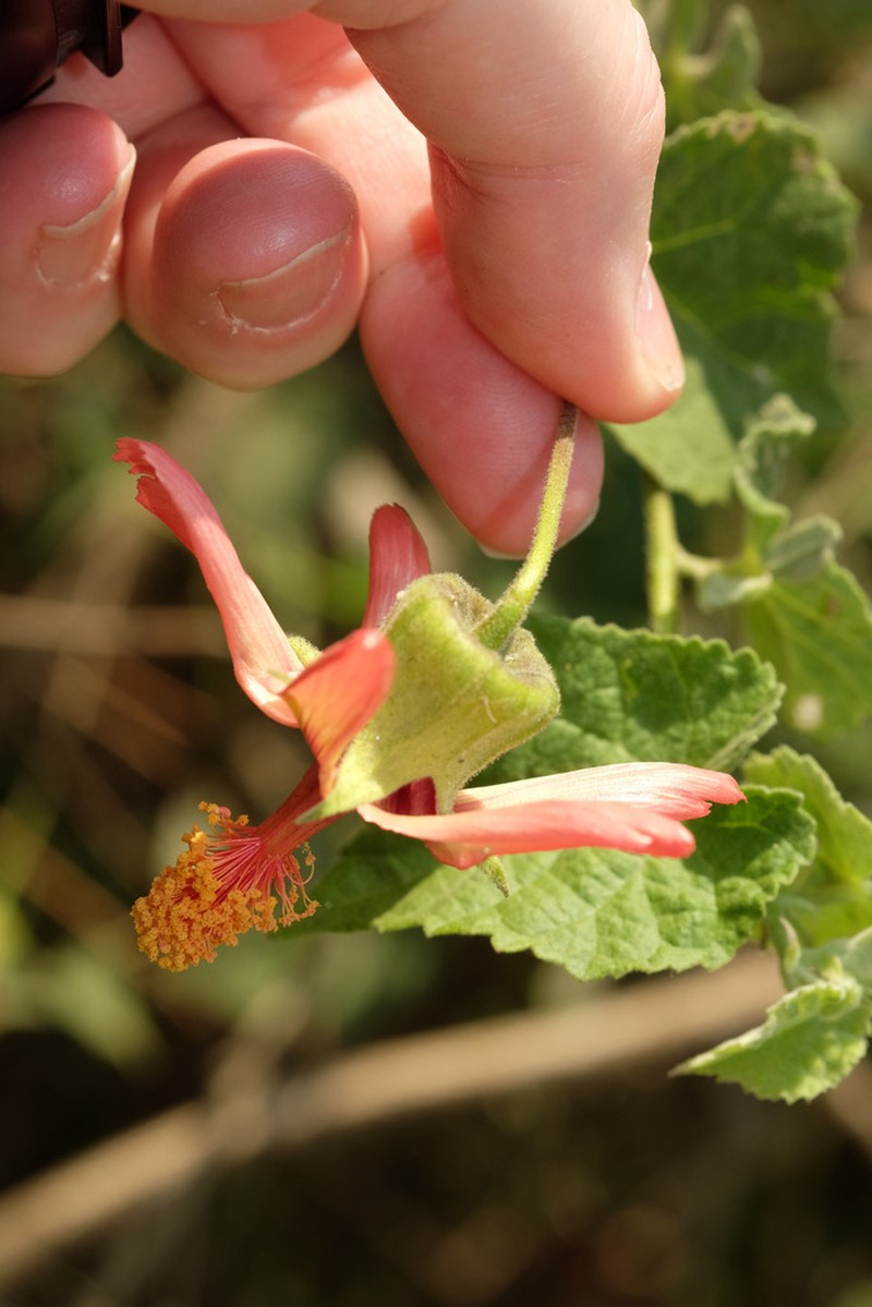Abutilon reflexum photo 4