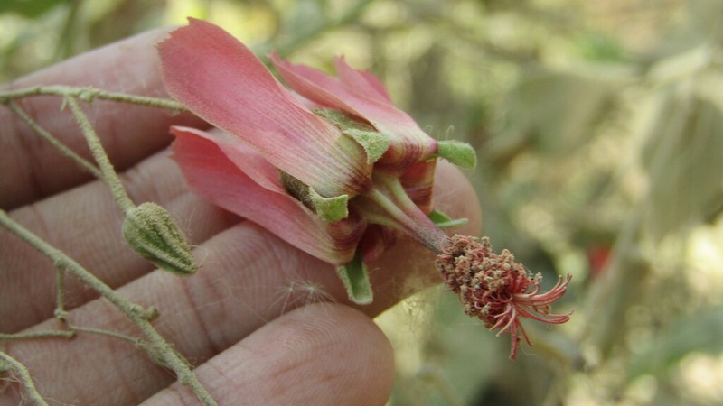 Abutilon reflexum photo 5