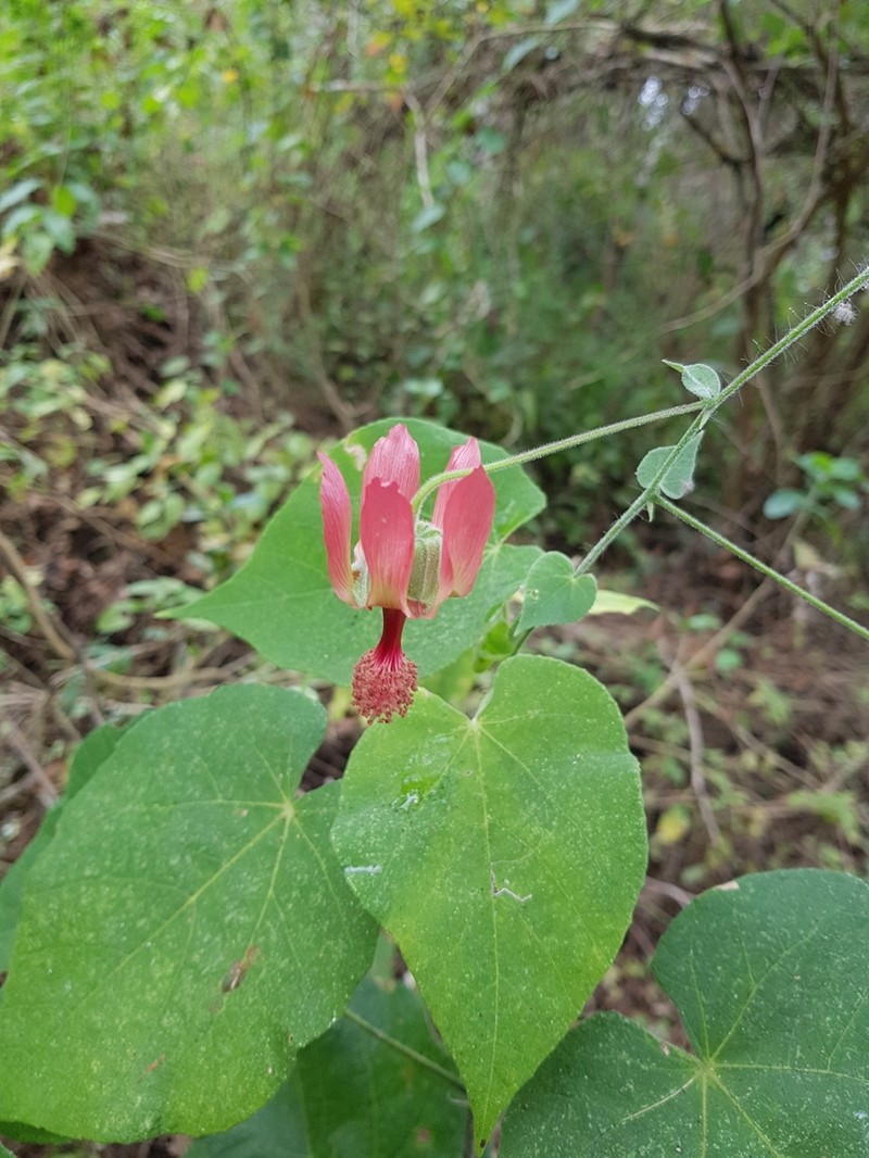 Abutilon reflexum photo 6