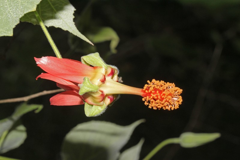 Abutilon reflexum photo 7