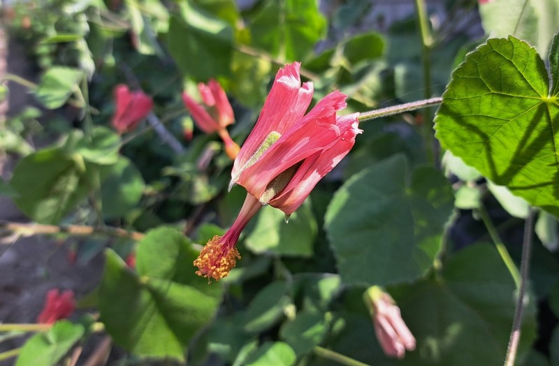 Abutilon reflexum photo 8