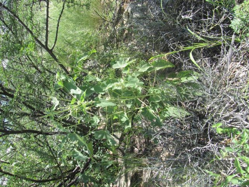 Abutilon rehmannii