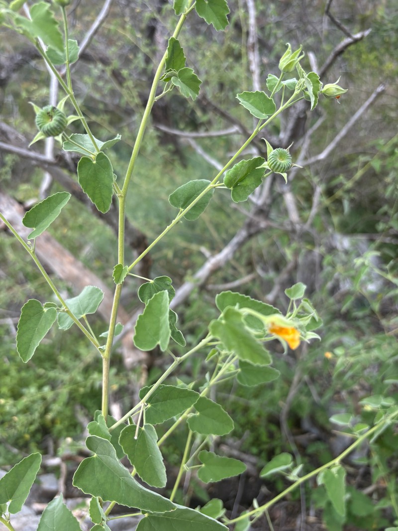 Abutilon rehmannii photo 2