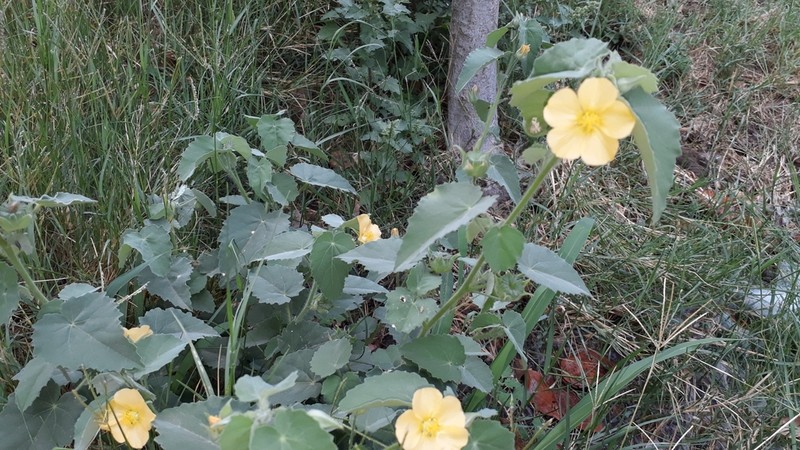 Abutilon rehmannii photo 3
