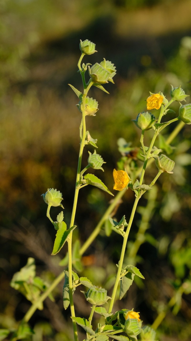 Abutilon rehmannii photo 5