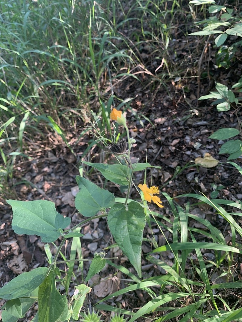 Abutilon rehmannii photo 6