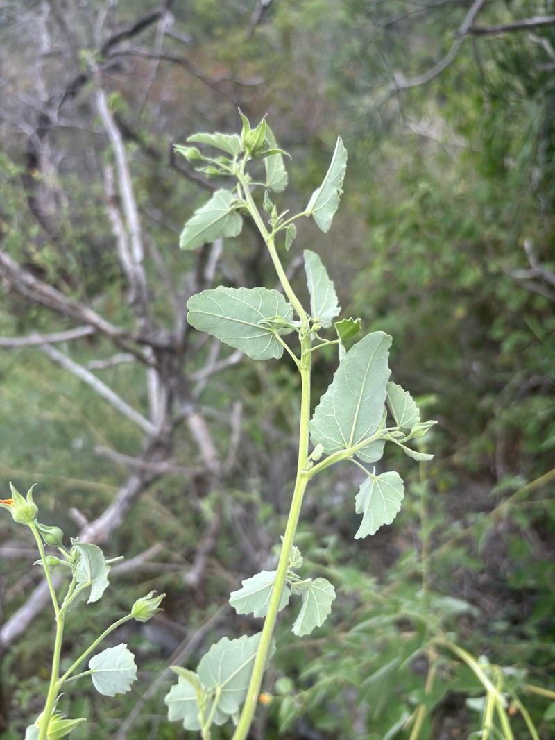 Abutilon rehmannii photo 7