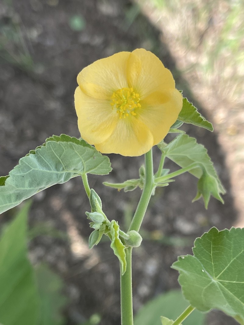 Abutilon rehmannii photo 8