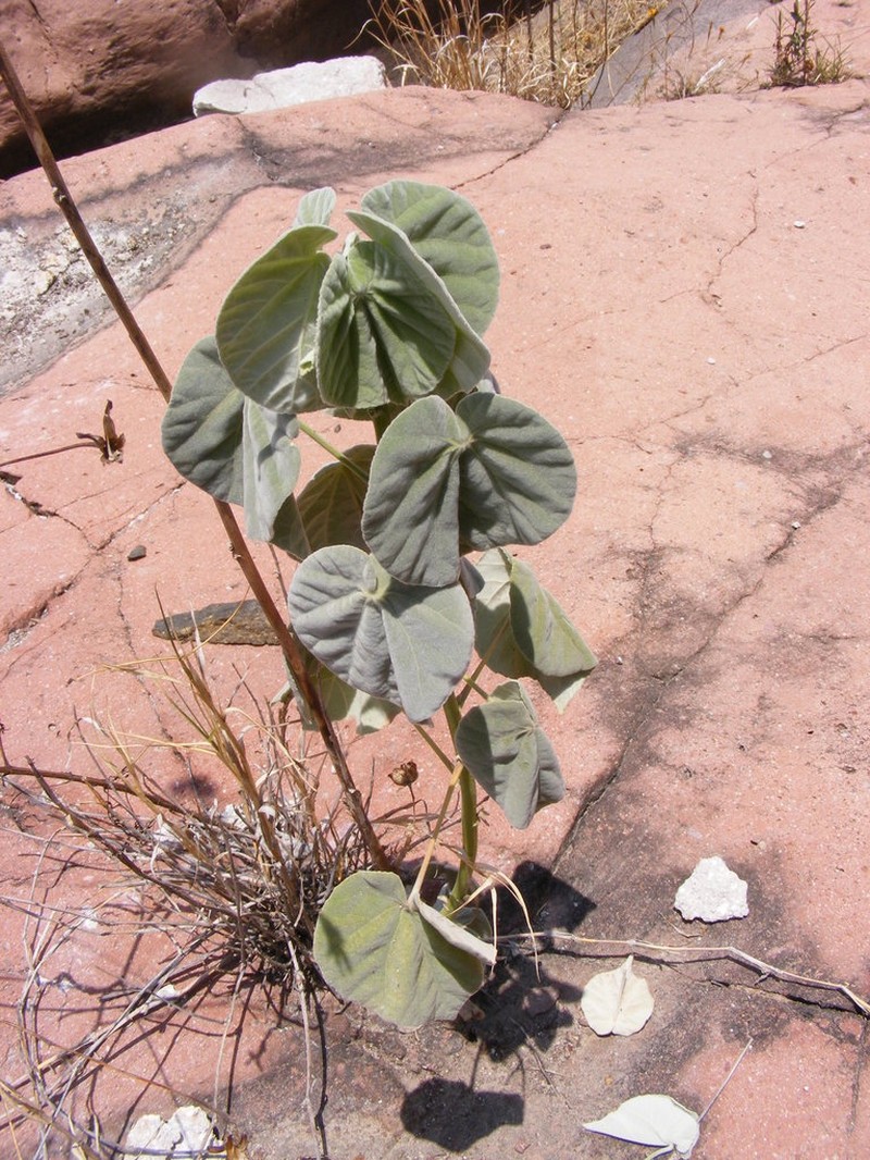 Yellowflower Indian Mallow photo 2