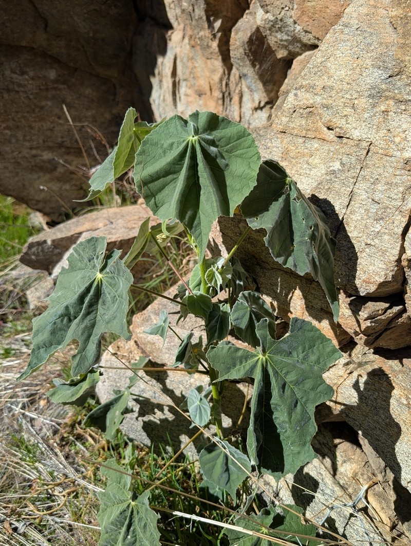 Yellowflower Indian Mallow photo 3