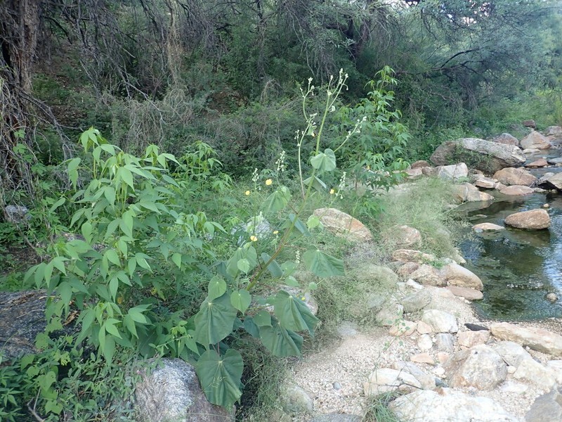 Yellowflower Indian Mallow photo 4