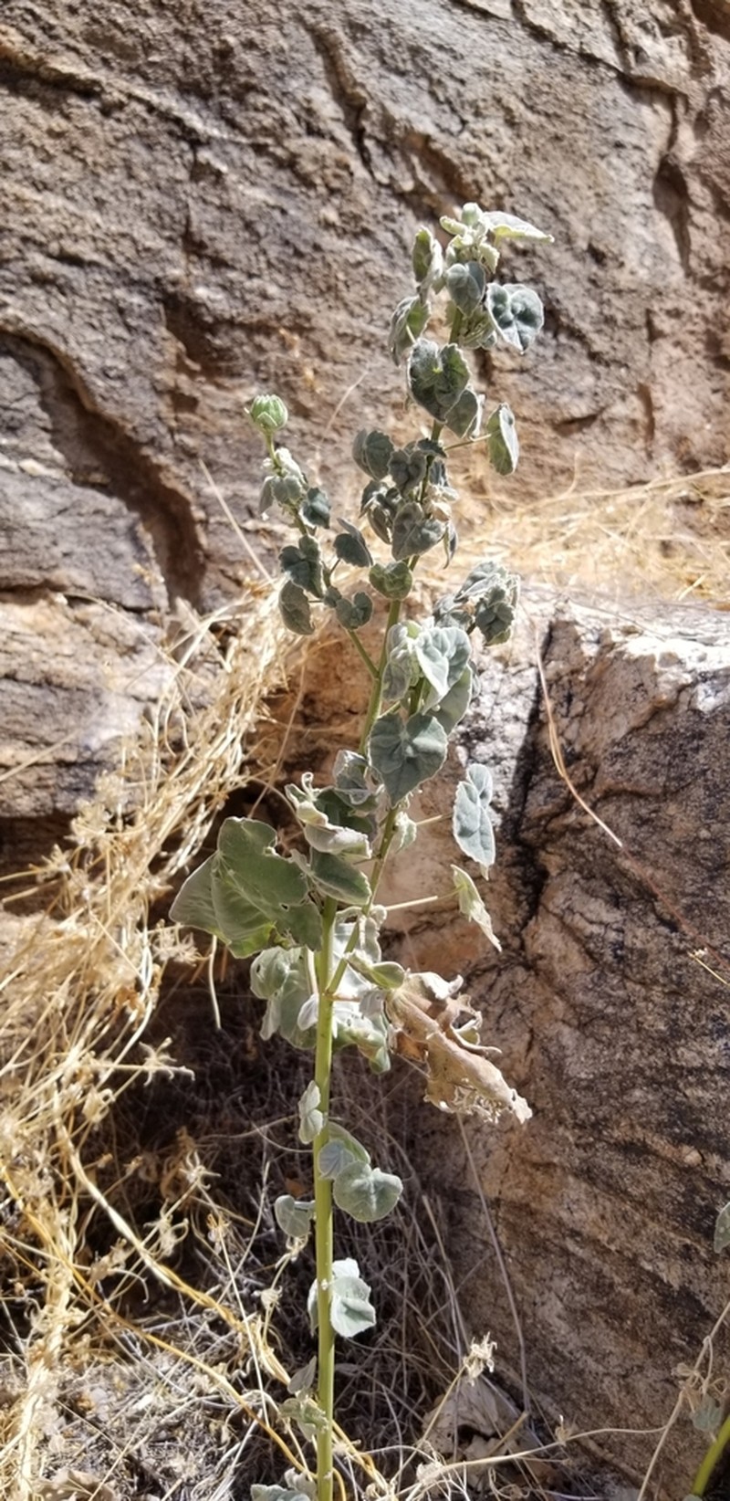 Yellowflower Indian Mallow photo 5