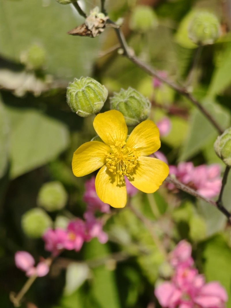 Yellowflower Indian Mallow photo 7