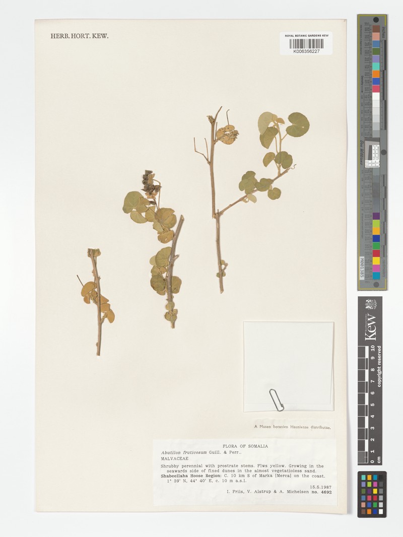 Abutilon rotundifolium