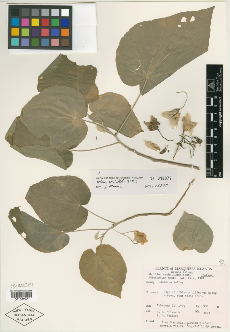 Abutilon sachetianum