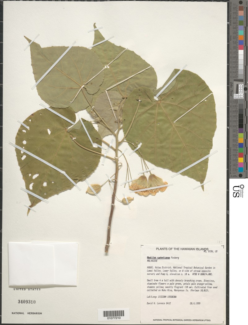 Abutilon sachetianum photo 2