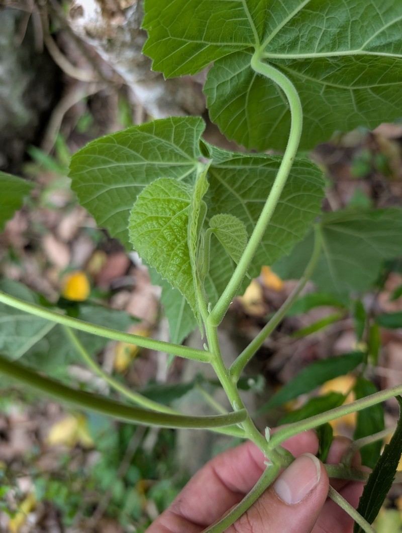 Greenflower Indian Mallow photo 2