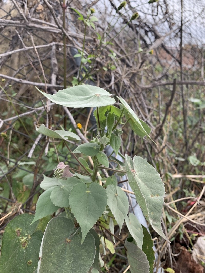 Abutilon simulans